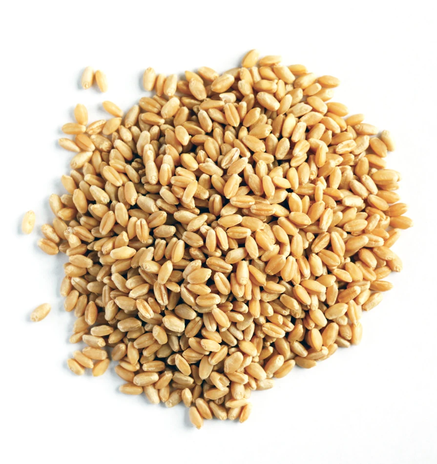 Calidad de grano de trigo diversos tipos; rojo duro invierno duro de blanco seco