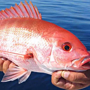 red snapper for sale