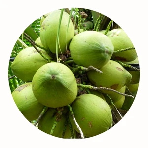 young fresh coconut / green coconuts