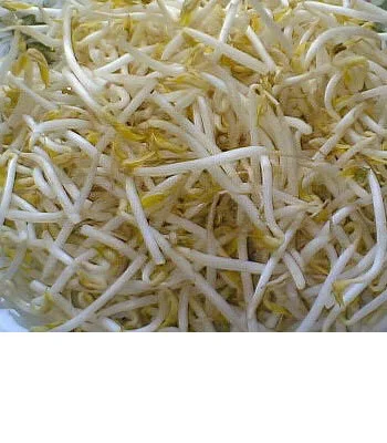 high quality fresh frozen mung bean sprouts
