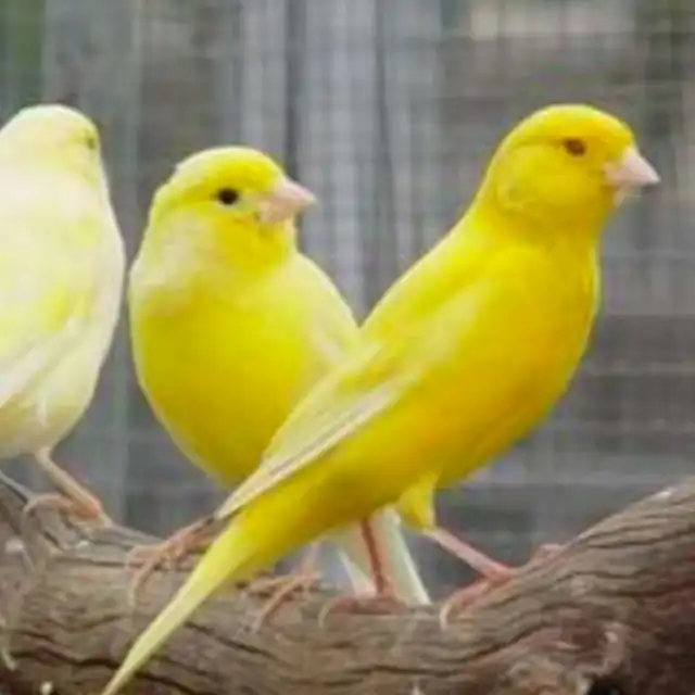 canary birds, yorkshire, lancashire , finches, zebra finches