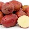World's Best Round Shape Sagitta Potatoes For Turkey