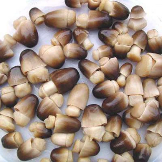 canned straw mushroom1