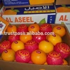 /product-detail/the-best-price-for-export-oranges-50032563641.html