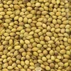 Thai Origin Split Coriander Seeds for Wholesale Importers