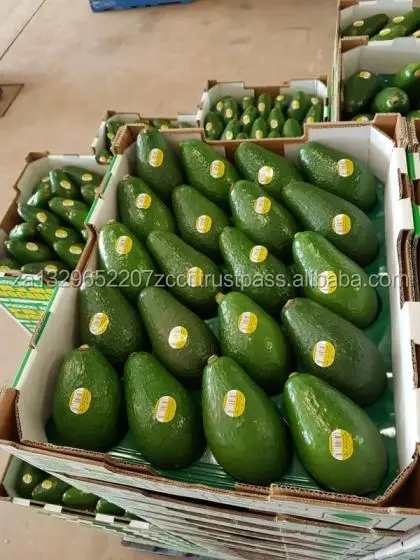 avocado 1.jpg