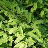 /product-detail/tamarind-leaves-50036031197.html