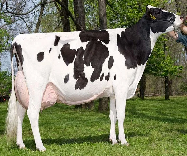 Fuerte y saludable en frisona Holstein novillas vaca para venta