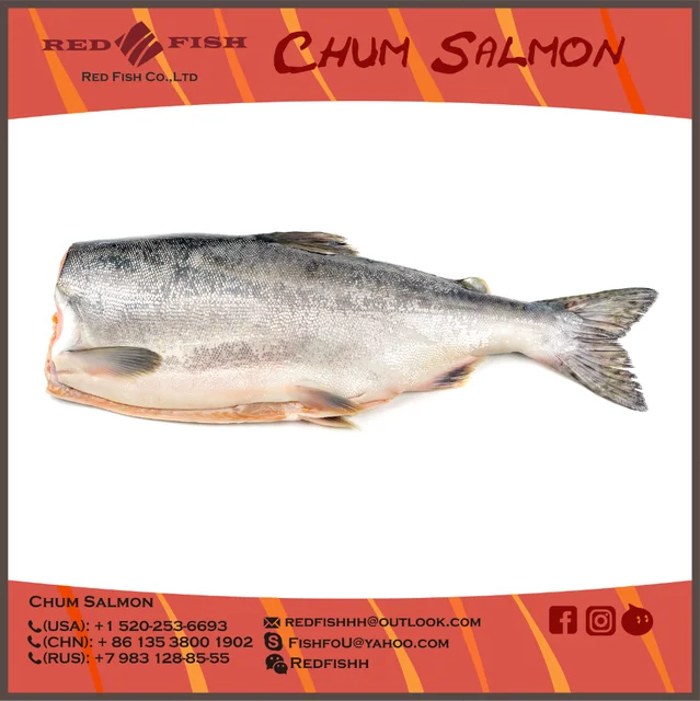 frozen chum salmon from russia