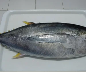 fresh yellow fin tuna fish whole round