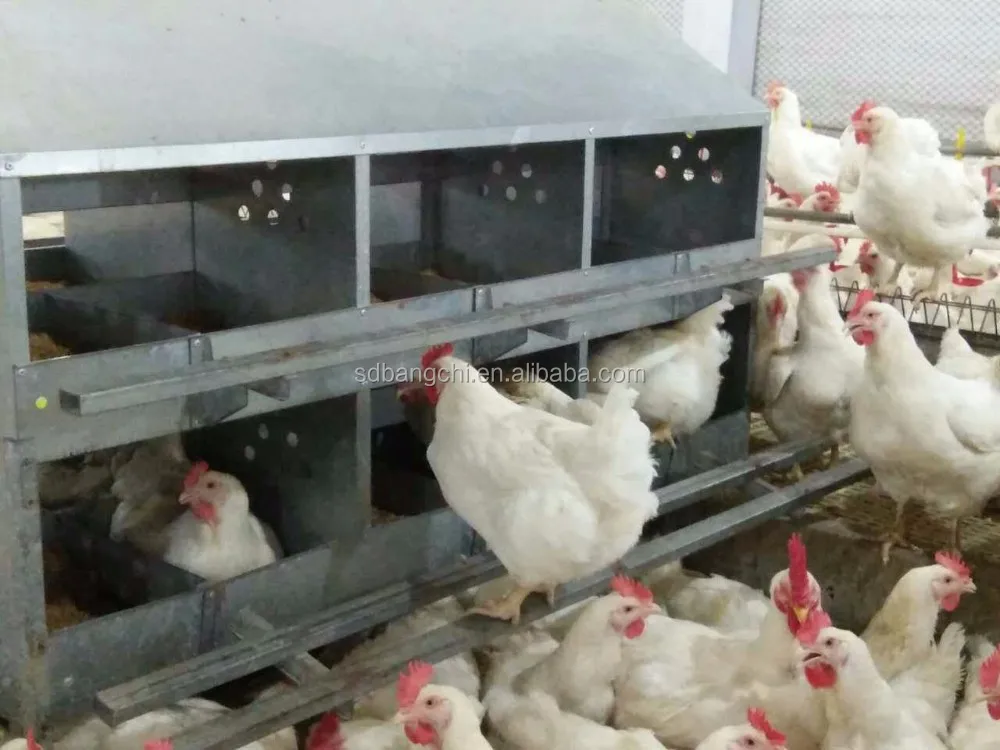 Chicken Egg  Nest Box Hens Laying Nest .jpg