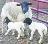 Healthy Pure Breed Dorper Sheep for Sale