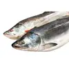 High Quality Frozen Yellowfin Tuna Whole Round for Sale at Best Price