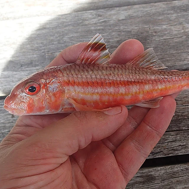 fish red mullet