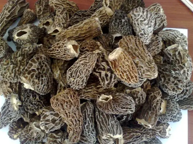 dry Morchella conica price dried morel mushrooms China dry mushroom **