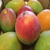 /product-detail/fresh-mangos-fresh-mango-nam-dok-mai-variety-golden-honey-50044262749.html
