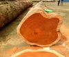 Quality Pachyloba Doussie Tali Padouk Timber Logs for sale