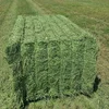 /product-detail/alfalfa-hay-rhodes-grass-oats-hay-ready-oats-hay-animal-feed-for-sale-62008397688.html