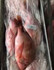 FROZEN RED SNAPPER FROM VIETNAM WITH HIGH QUALITY