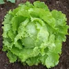 /product-detail/exporter-of-hybrid-lettuce-seeds-for-mozambique-50037125747.html