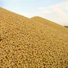 GMO and Non GMO Soybean/Soybean for Sale USA origin