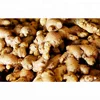/product-detail/wholesale-fresh-ginger-price-of-fresh-ginger-fresh-ginger-in-india-50039603436.html