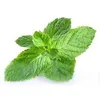 peppermint (Mentha arvensis) oil price