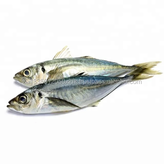 horse mackerel, salmon, ribbon fish ,eel, sea bass globefish &