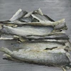 BEST PRICE_DRIED FISH SKIN / CATFISH / BASA / PANGASIUS / CRISPY FISH SNACK (Ms.Regina Tran +84 978809521)
