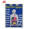 Baby Toys My Numbers Clown Digestive System Fabric Wall Chart