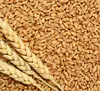 Superior Wheat Grain