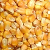 Dry Maize/Dried Yellow Corn/Dried Sweet Corn wholesale