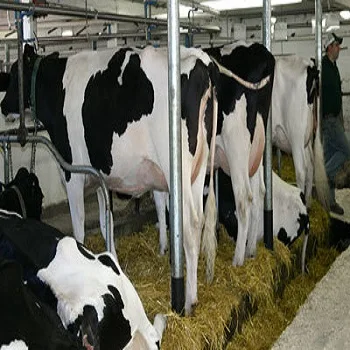 50 weight (kg) and live cattle for sale