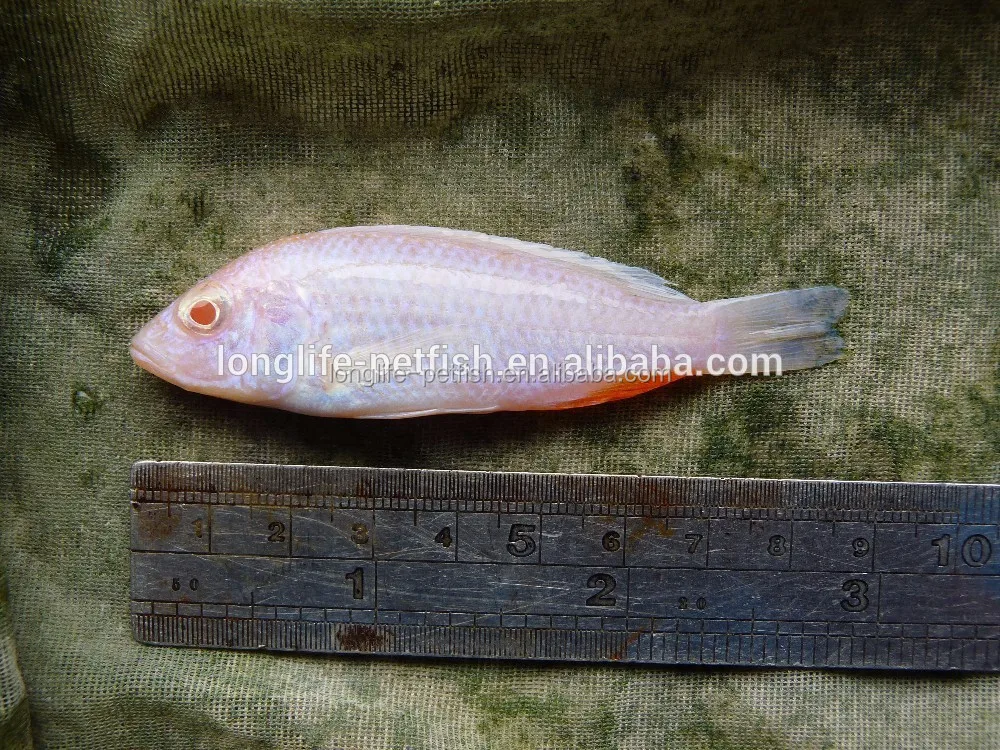 sciaenochromis fryeri "albino" white son fish