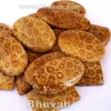 manufacturer factory wholesale price of fossil coral stone