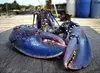 Lobsters And Crabs, Live Blue Lobster