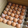 /product-detail/quality-farm-fresh-chicken-table-eggs-white-chicken-eggs-50040348727.html