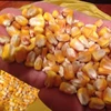 /product-detail/yellow-corn-maize-for-animal-feed-yellow-corn-for-poultry-feed-50036510555.html