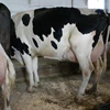 Pregnant Holstein Heifers Cows/ holstein dairy cows for sale