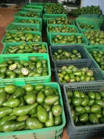 Avocados (12).jpg