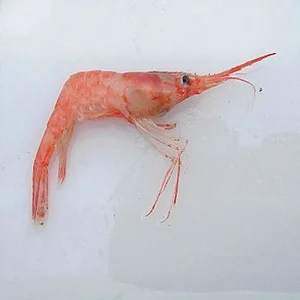 pink shrimps