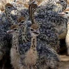 /product-detail/ostrich-chicks-fertilized-ostrich-eggs-mature-ostrich-birds-for-sale-62006307476.html