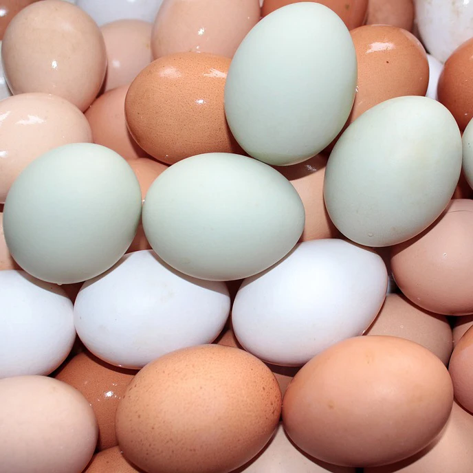 Farm Fresh White and Brown Chicken Table Eggs from Turkey