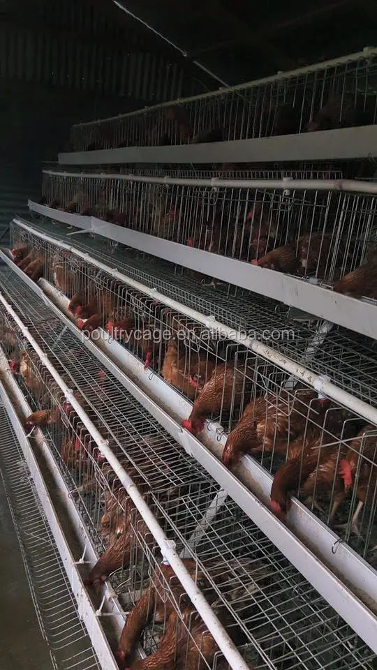 pullet, product name: hot sale pullet chicken cage/battery cages laying