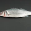 Frozen Sea Bass fish / Fresh Sea Bass Fish from South Africa/ Sea bass fish for sale