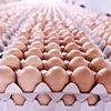 /product-detail/clean-fresh-white-and-brown-eggs-for-sale-brazil-origin-62006484991.html