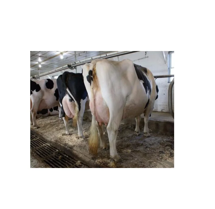 جودة الأبقار الألبان الحية والأبقار هولشتاين الحوامل المتاحة.