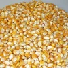 Quality Yellow Corn For Animal Feed / Ukraine Yellow Corn