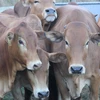/product-detail/holstein-heifers-friesian-cattle-aberdeen-angus-fattening-beef-live-dairy-62001473945.html
