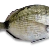 /product-detail/frozen-white-sea-bream-fish-for-sale-62001788068.html